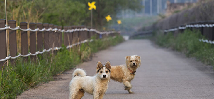 Czym jest szczepienie?